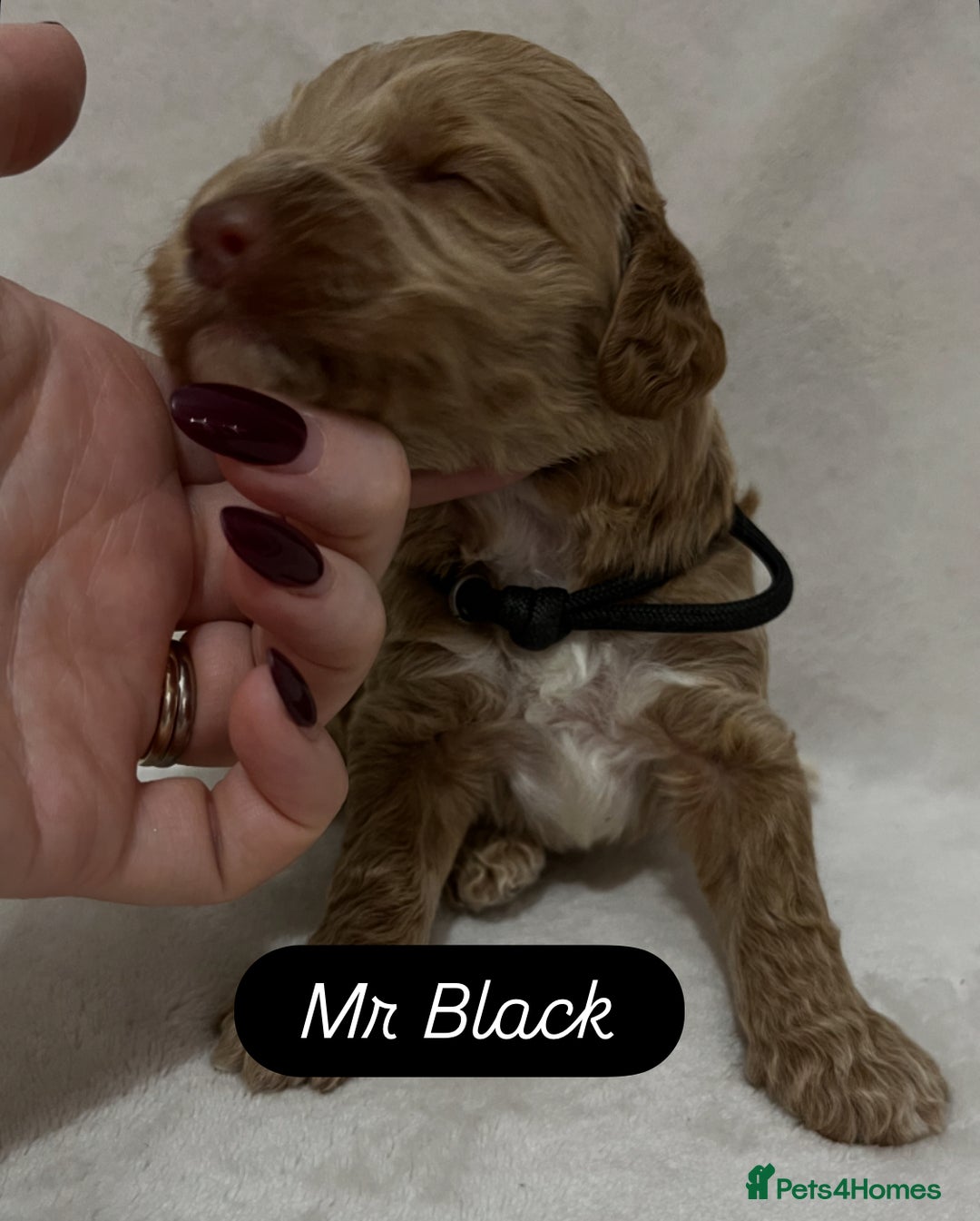 Australian Labradoodle dogs for sale: Quality Multigen Australian Labradoodle Puppies  - Advert 6