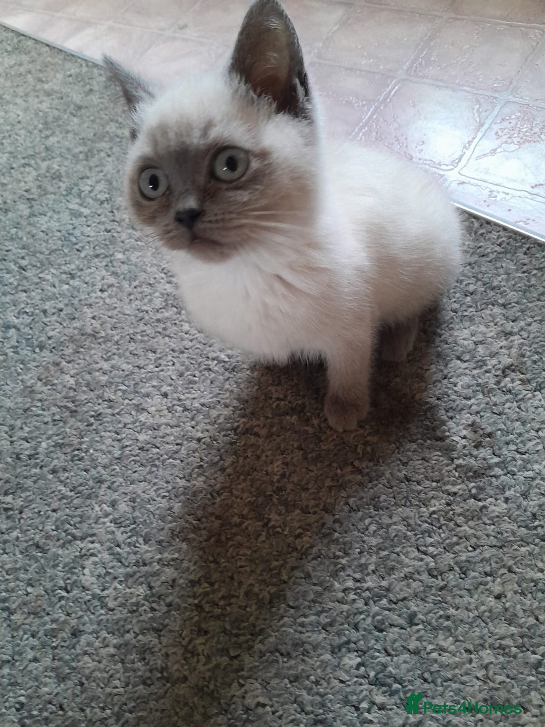 British Shorthair cats for sale: British shorthair kittens purebred  in Gloucester - Image 5