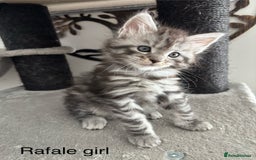 Maine Coon cats for sale: Stunning poly/non poly Maine coin kittens - Image 6
