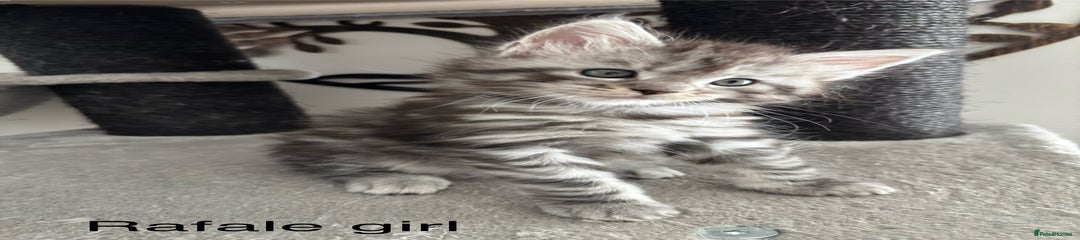 Maine Coon Kitten 2
