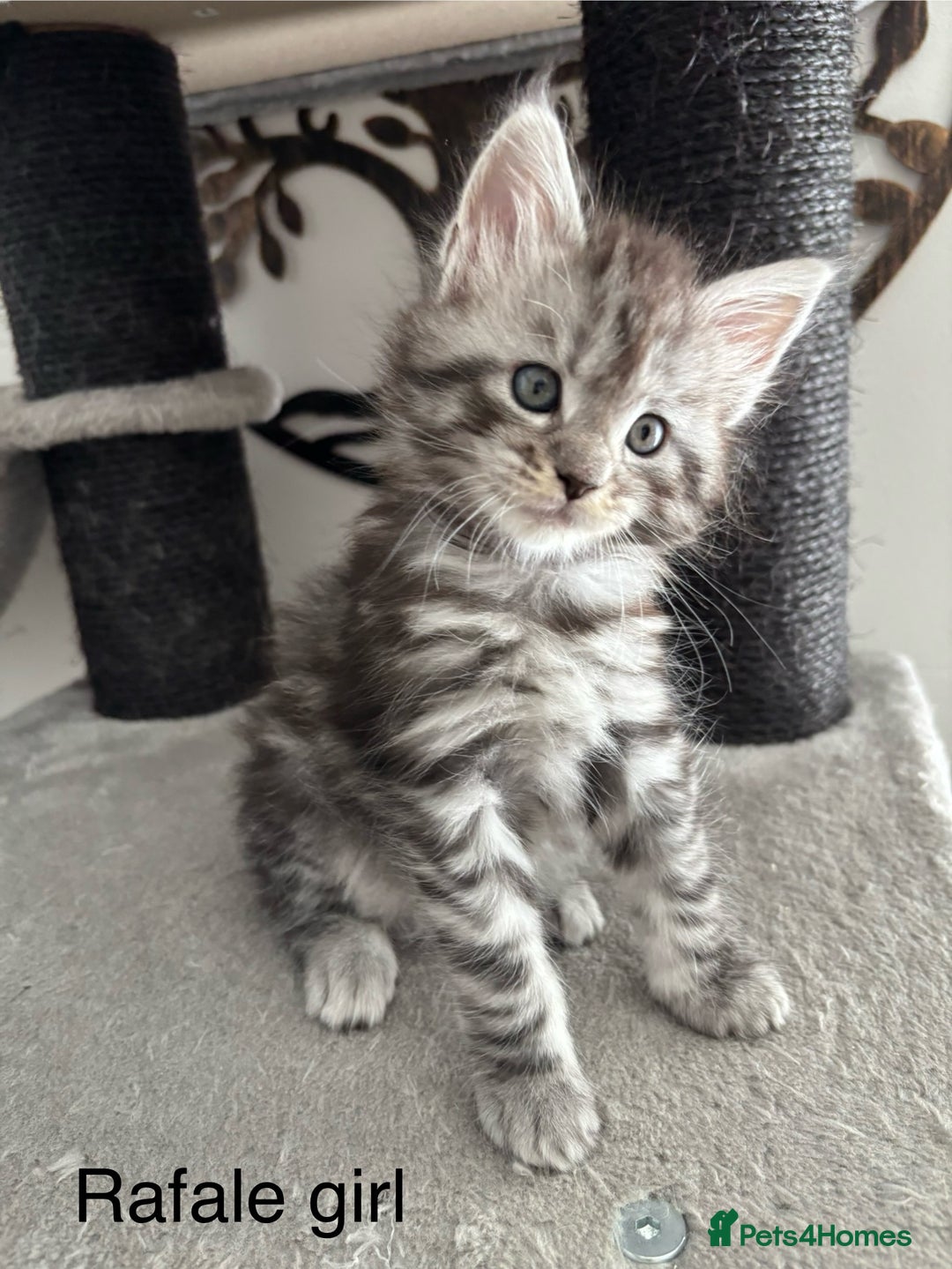 Maine Coon cats for sale: Stunning poly/non poly Maine coin kittens - Image 6