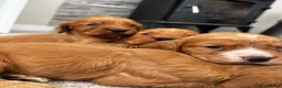 Cocker Spaniel dogs for sale: Outstanding Boys - Advert 6
