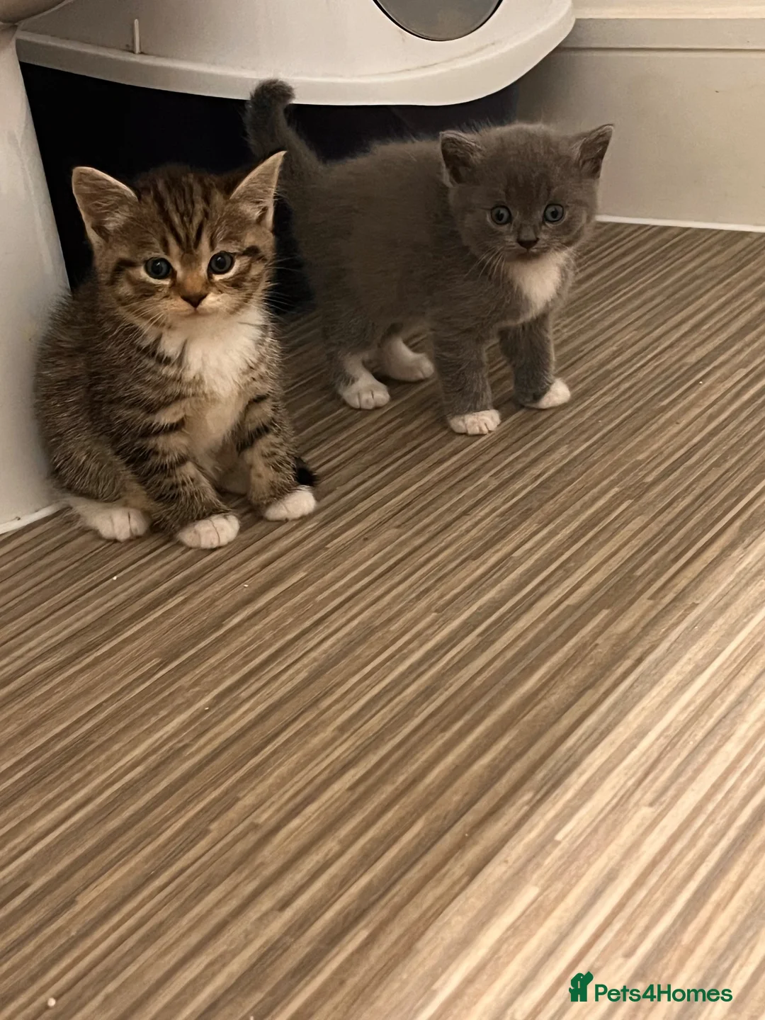 Mixed Breed cats for sale: British shorthair cross kittens in Stratford-upon-Avon - Advert 17