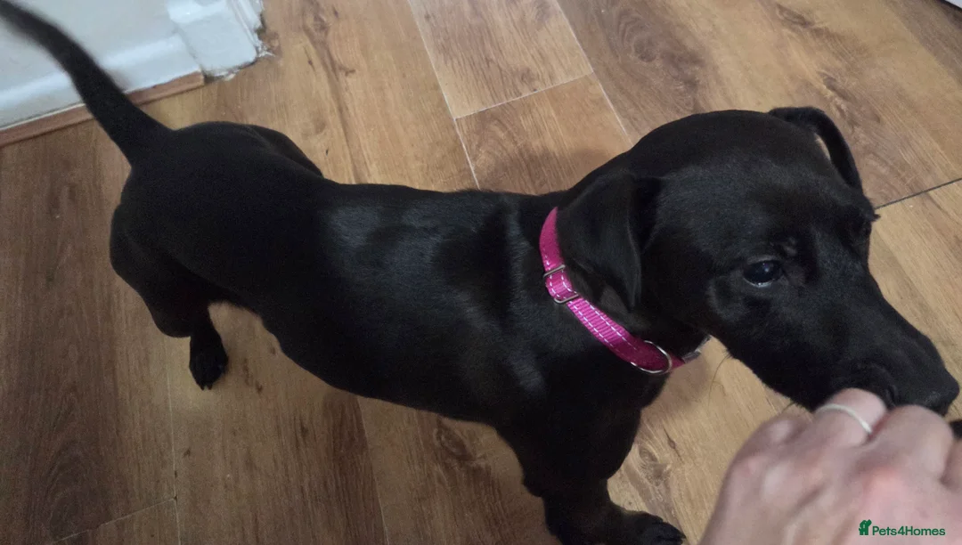 Patterdale Terrier dogs for sale: Patterdale terrier - Advert 3