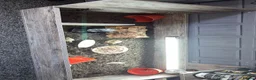 Tortoise reptiles for sale: 8 months old tortoise  - Advert 1