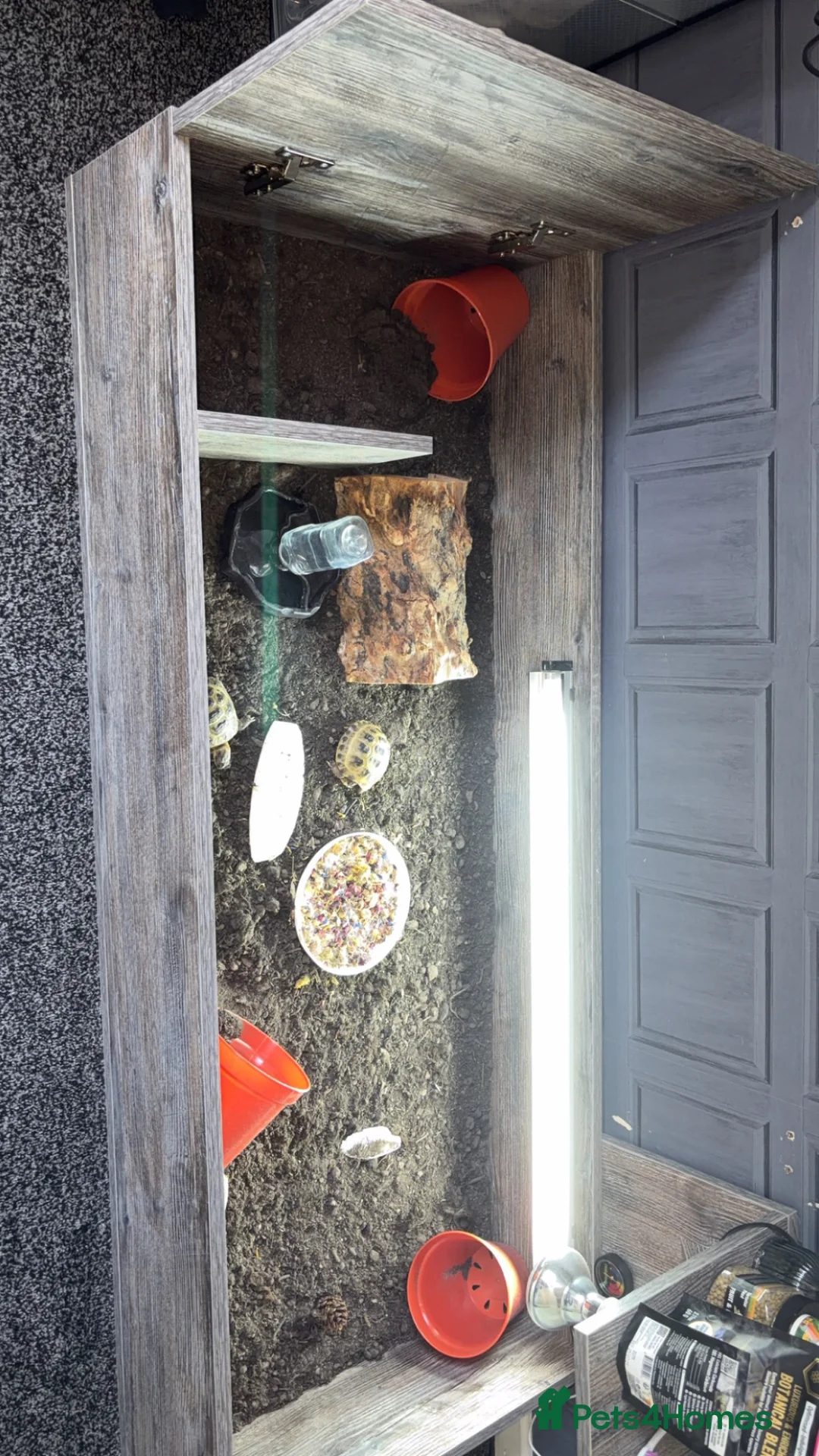 Tortoise reptiles for sale: 8 months old tortoise  - Advert 1