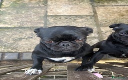 Pug dogs for sale: 2x 14month black pug bitches - Image 9