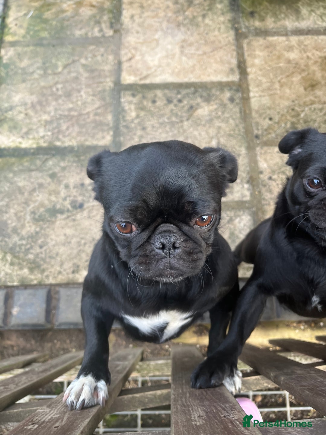 Pug dogs for sale: 2x 14month black pug bitches - Image 9