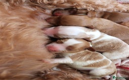 Cavalier King Charles Spaniel dogs for sale: 🌟Rare F1b Reverse Cavapoo(3/4 Cavalier1/4 Poodle) - Image 2