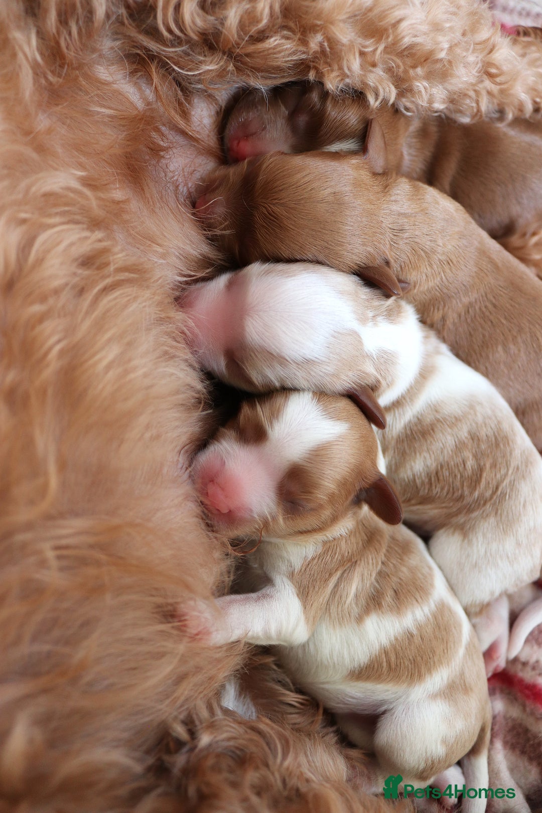 Cavalier King Charles Spaniel dogs for sale: 🌟Rare F1b Reverse Cavapoo(3/4 Cavalier1/4 Poodle) - Image 2