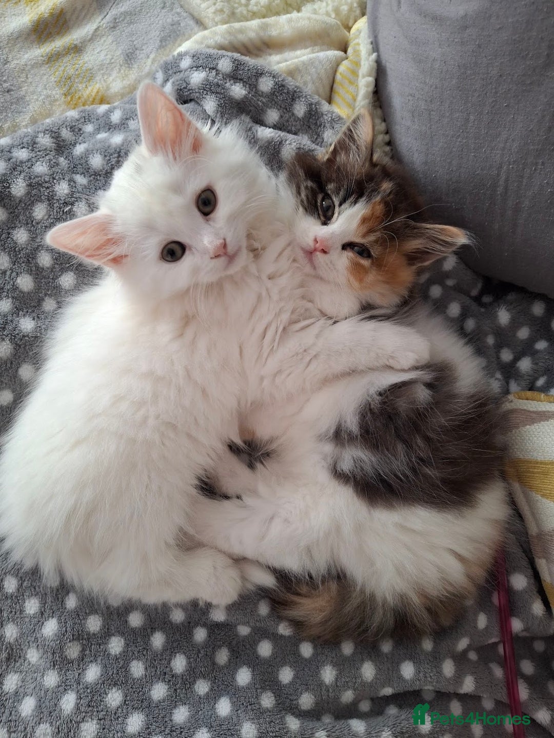 Persian cats for sale: Beautiful Nine week old Turkish Angora Female - Image 15