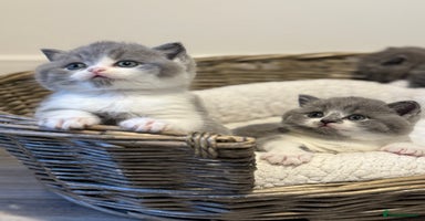 British Shorthair cats - Advert 15