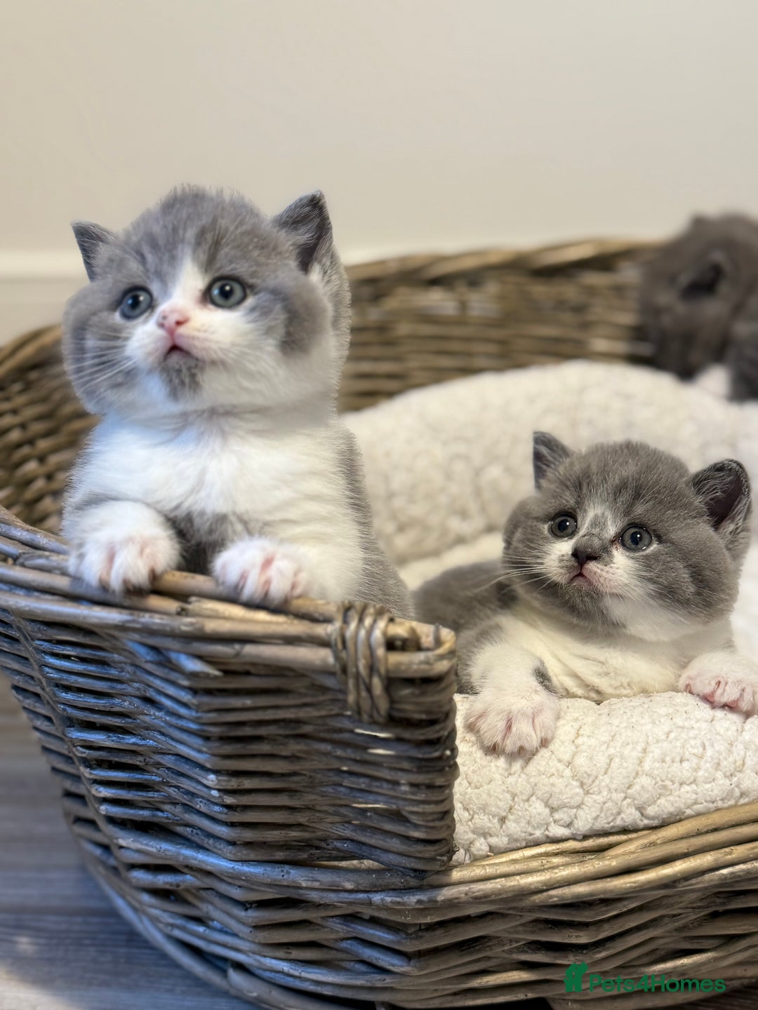 British Shorthair cats for sale: British shorthair-TICA pedigree,champion bloodline - Image 2