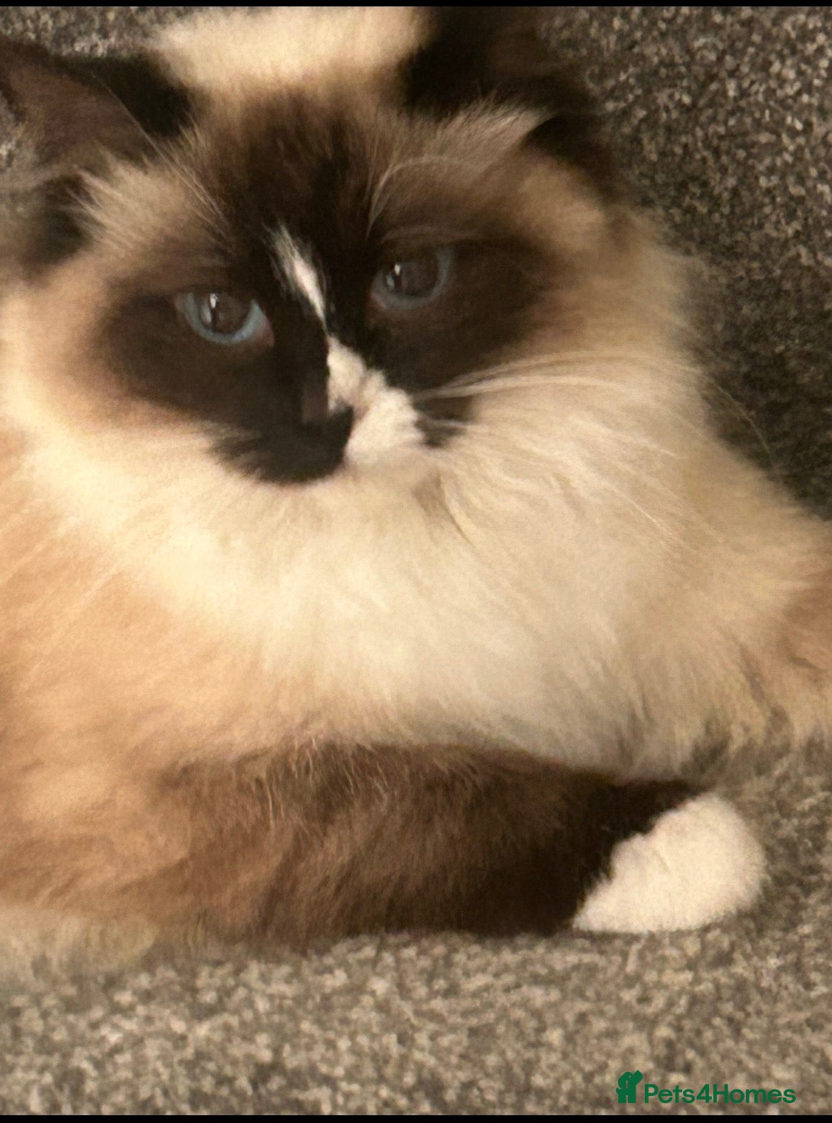 Ragdoll cats Ragdoll x British shorthair  - Advert 1