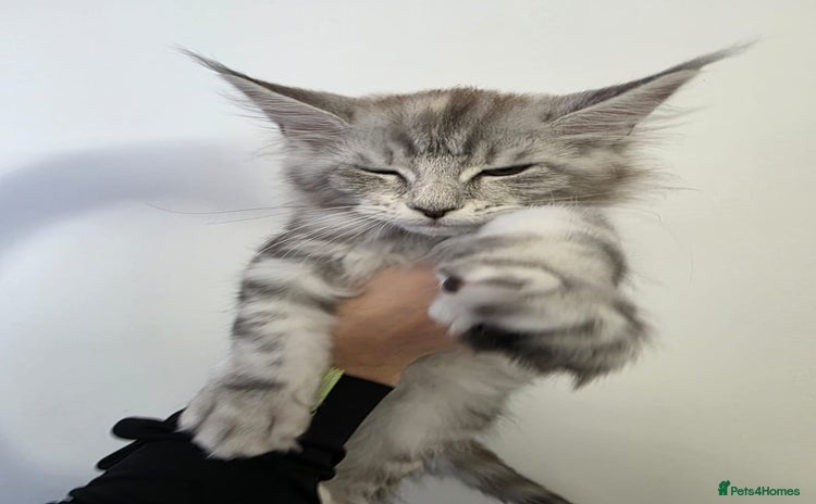 Maine Coon cats - Advert 14