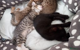 Mixed Breed cats for sale: Kittens F5 savannah - Image 11
