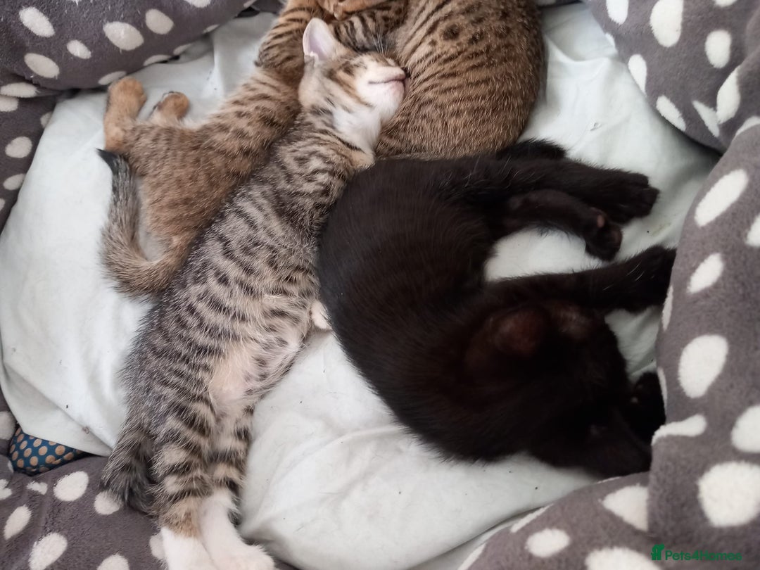 Mixed Breed cats for sale: Kittens F5 savannah - Image 11