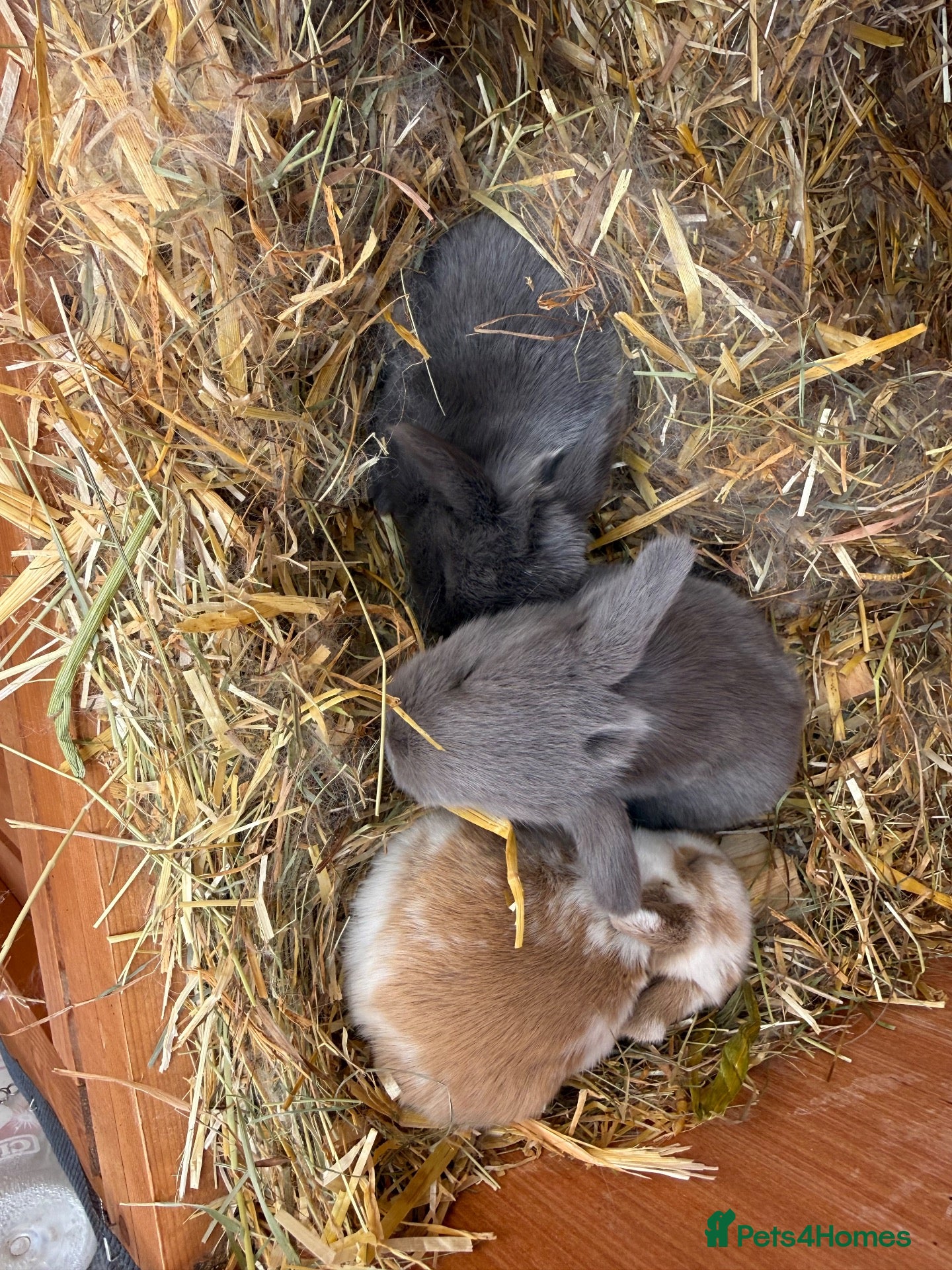 Mini Lop rabbits 8 Mini Lops - Waiting list open - Advert 1