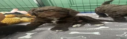 Cockapoo dogs for sale: 🤎 Chocolate Cockapoo’s 🤎 Health Tested 🤎 - Advert 20