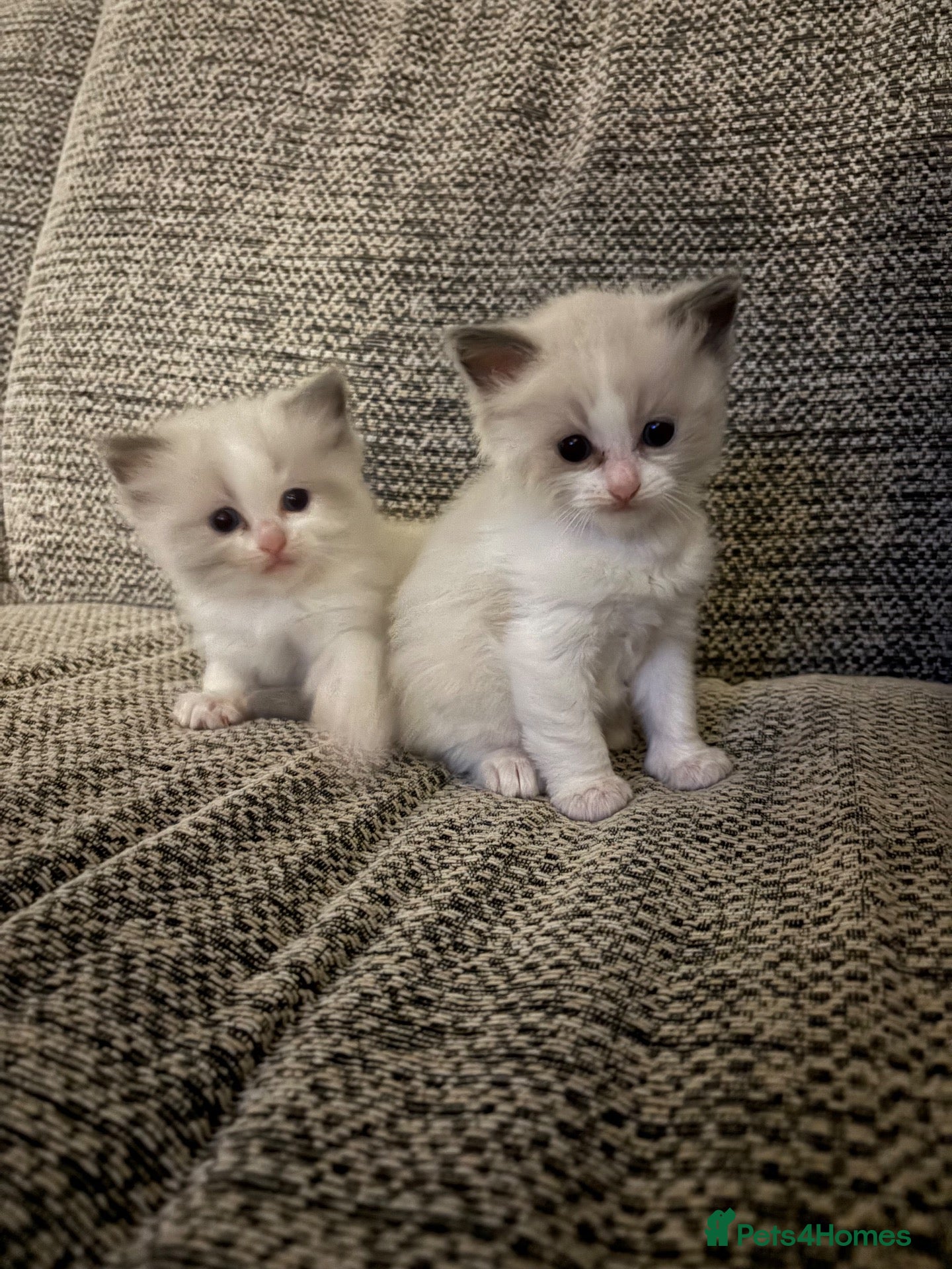 Ragdoll cats for sale: 2 handsome blue bi colour boys - Advert 11