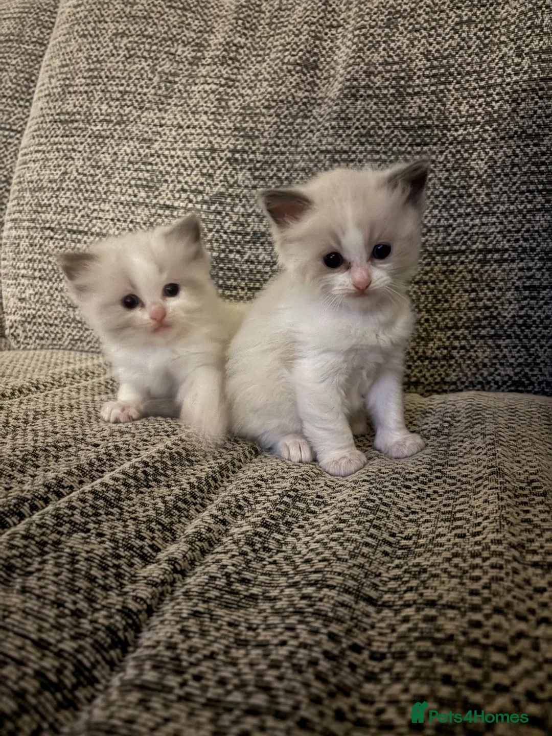 Ragdoll cats for sale: 2 handsome blue bi colour boys - Advert 1