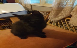 Mixed Breed cats for sale: Kittens for sale - Image 5