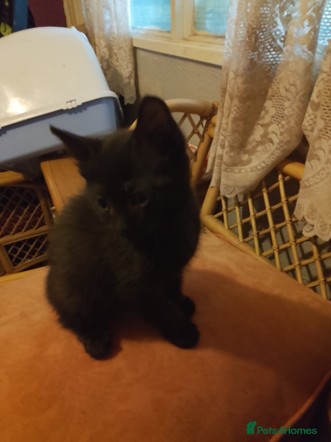 Mixed Breed cats for sale: Kittens for sale - Image 5