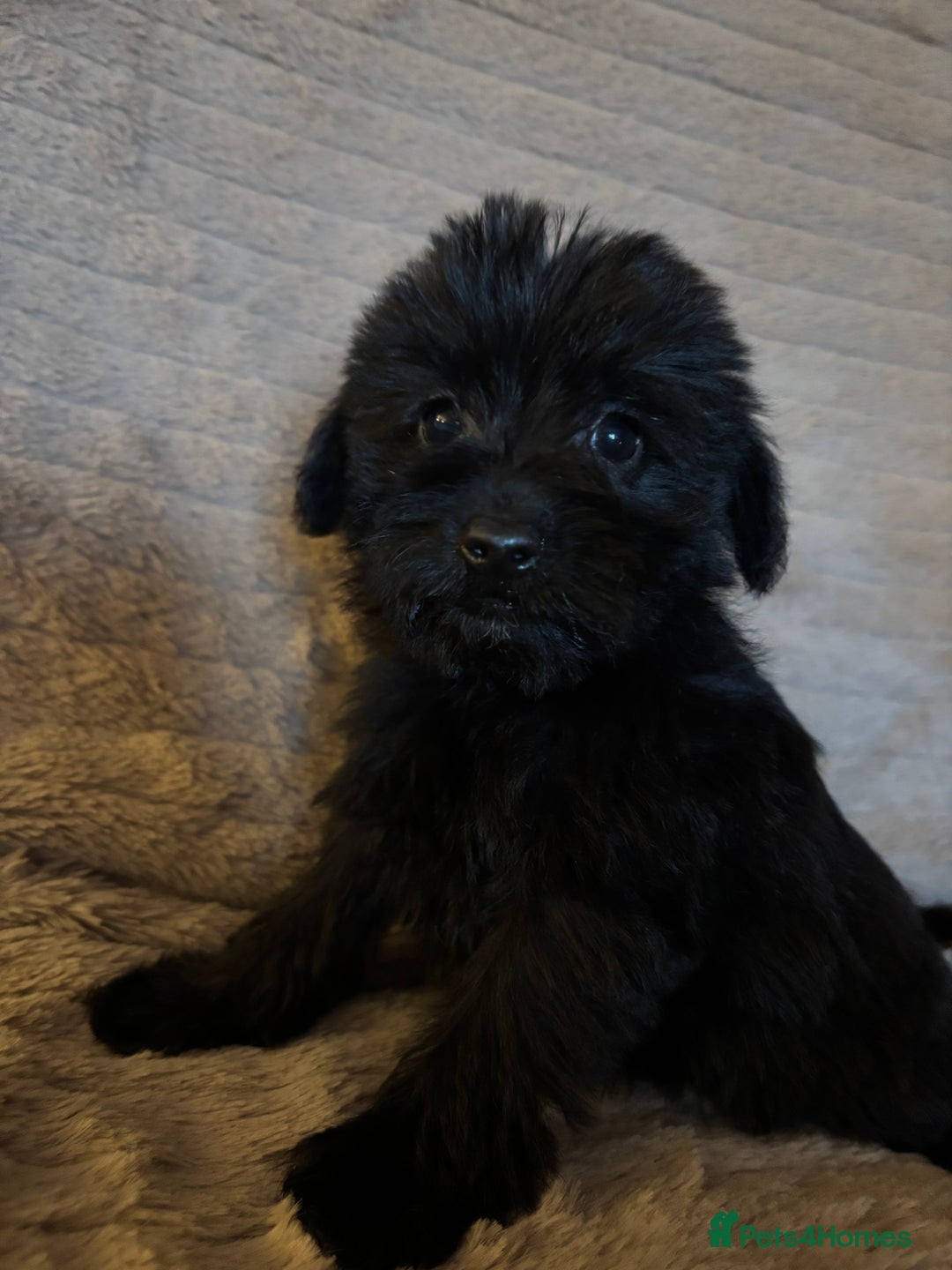 Mixed Breed dogs for sale: Truly special Schnoodle pups *unique colouring* - Advert 26