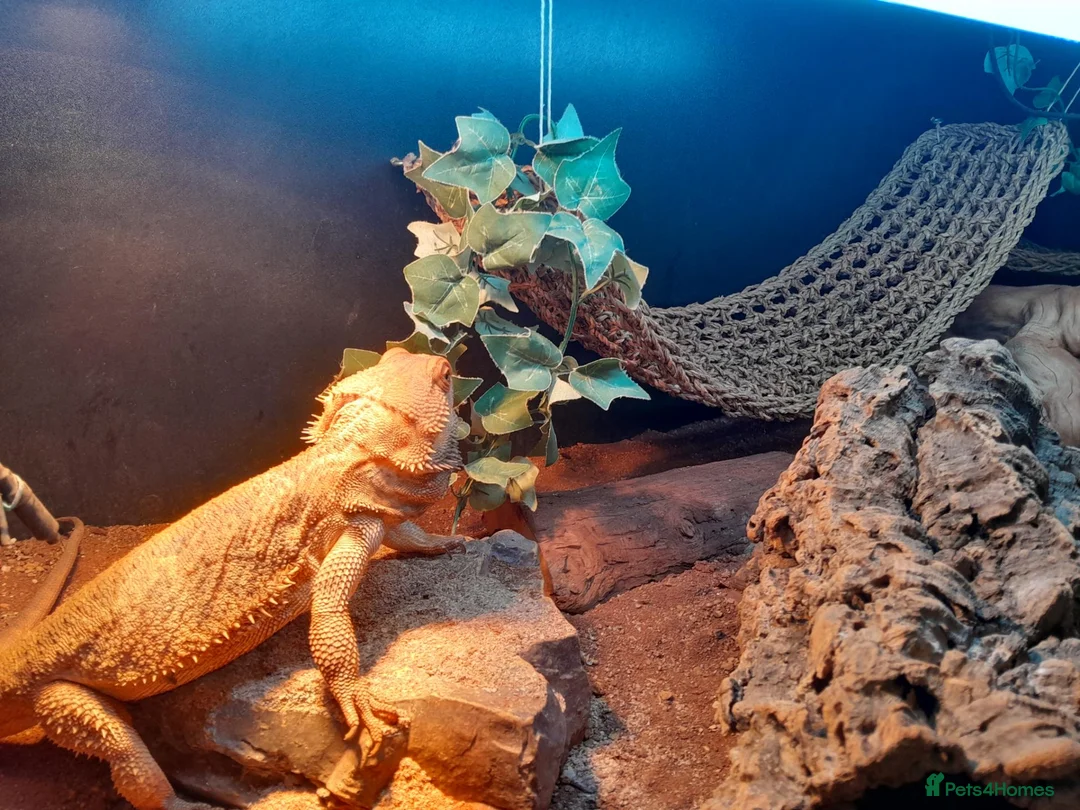 Bearded Dragon reptiles for sale: Friendly Adult Bearded Dragon with Vivarium - Advert 9