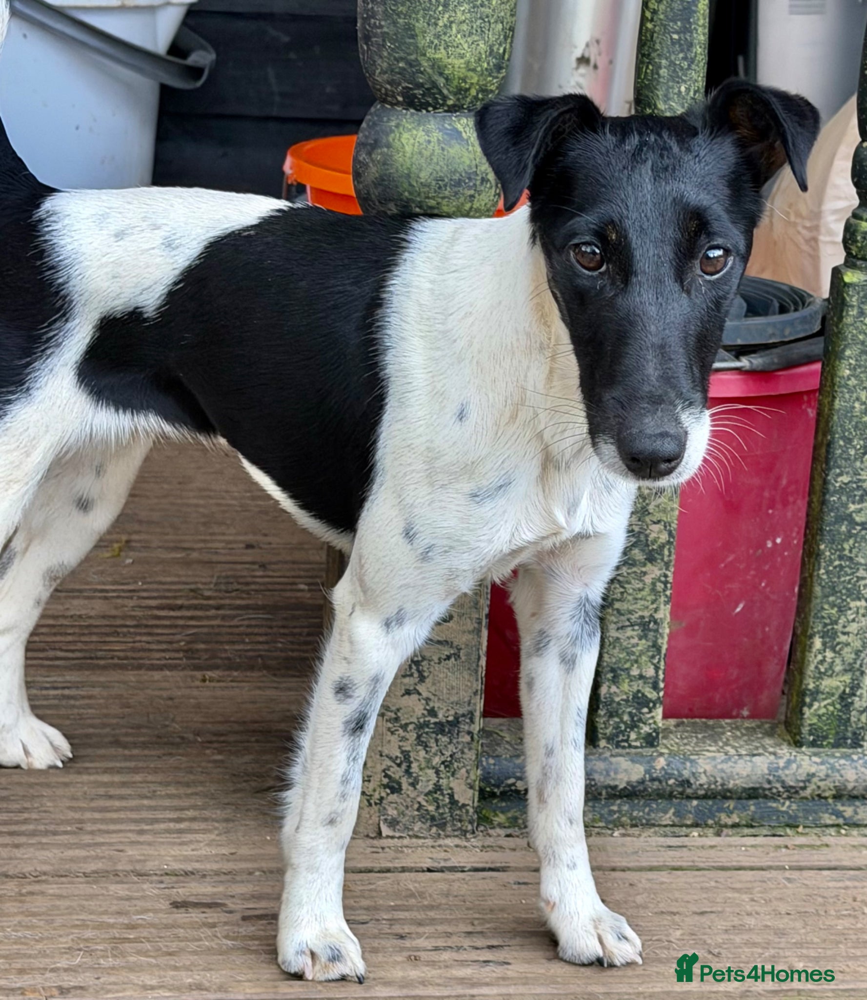 Fox Terrier dogs 🐾 FOXY – Female Fox Terrier 🐾 - Advert 1