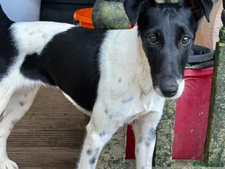 Fox Terrier dogs 🐾 FOXY – Female Fox Terrier 🐾 - Advert 16