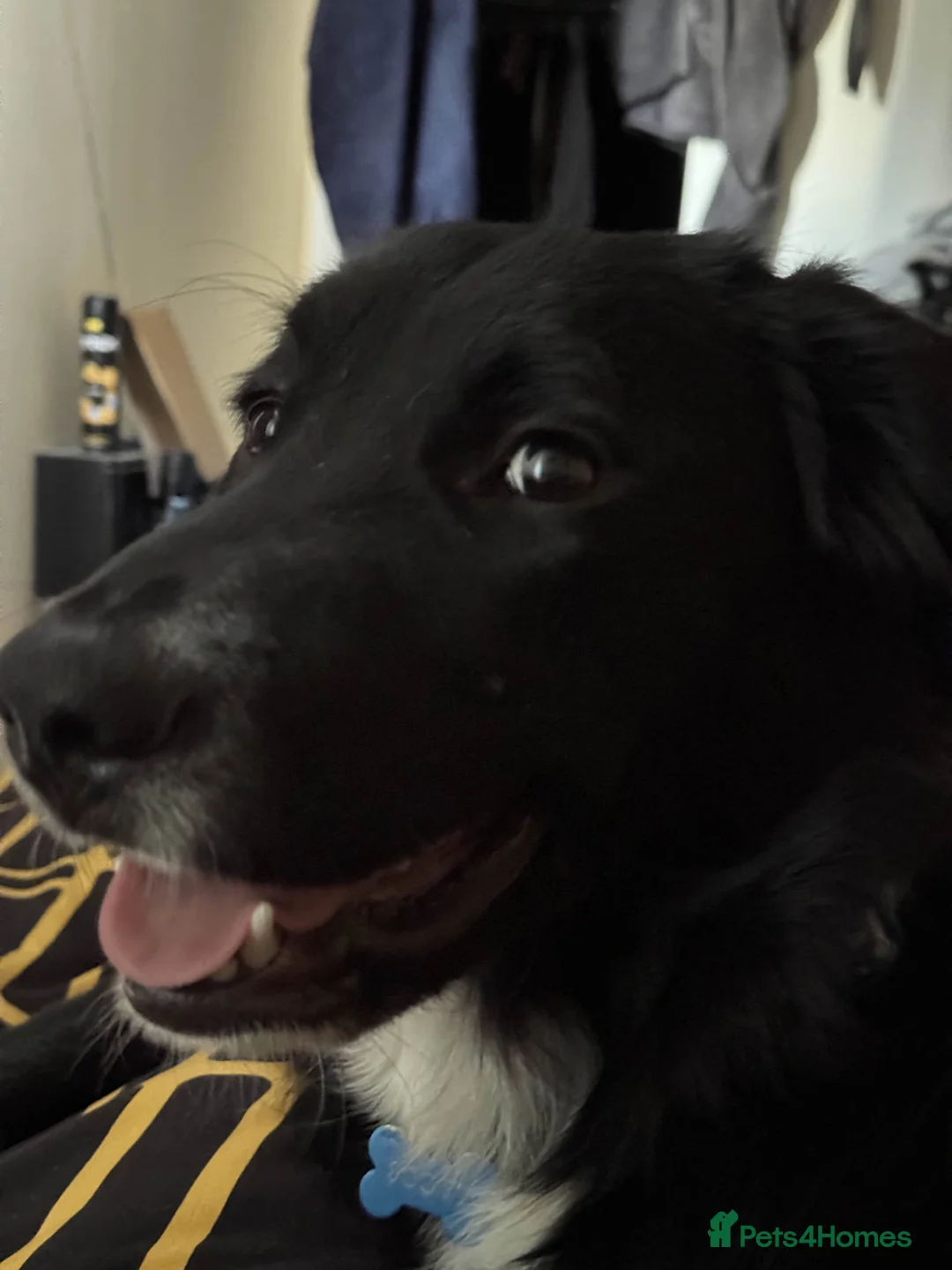 Mixed Breed dogs for sale: Shep (Re-homing due to unforeseen changes) 1.8 YO - Advert 2