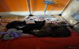 Domestic Shorthair cats for sale: Beautiful litter of kittens 3 x girls and 1 boy - Image 5