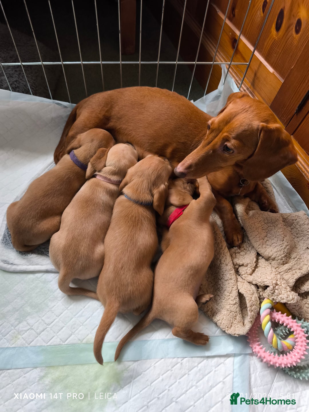 Mixed Breed dogs for sale: Red Miniature Dachshunds x WestiePoo - Advert 1