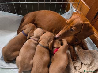 Mixed Breed dogs Red Miniature Dachshunds x WestiePoo - Advert 1