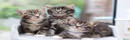 Mixed Breed cats for sale: Tabby Kittens Ready Soon - Advert 17