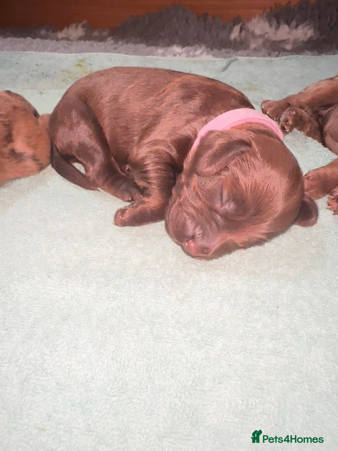 Cockapoo dogs for sale: Merle/ Red and Chocolate brown cockapoo puppies - Advert 15