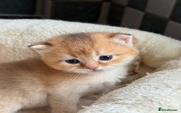 British Longhair cats for sale: GCCF reg BLH Black and Chocolate Golden kittens - Image 26