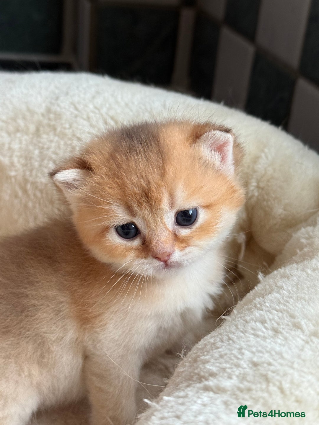 British Longhair cats for sale: GCCF reg BLH Black and Chocolate Golden kittens - Image 26
