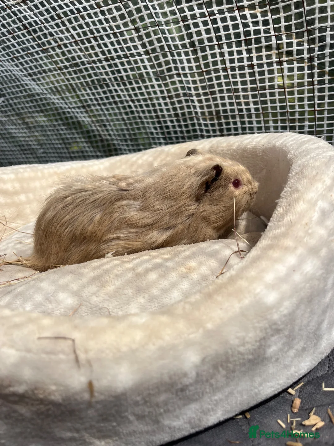 Guinea Pig rodents for sale: Guinea Pigs - Advert 2