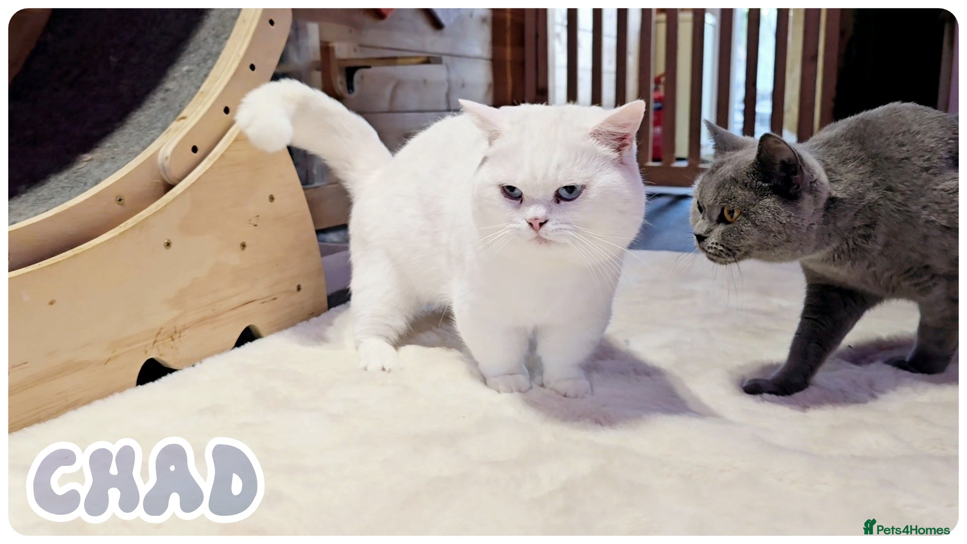British Shorthair cats Munchkin British Shorthair White - Advert 1