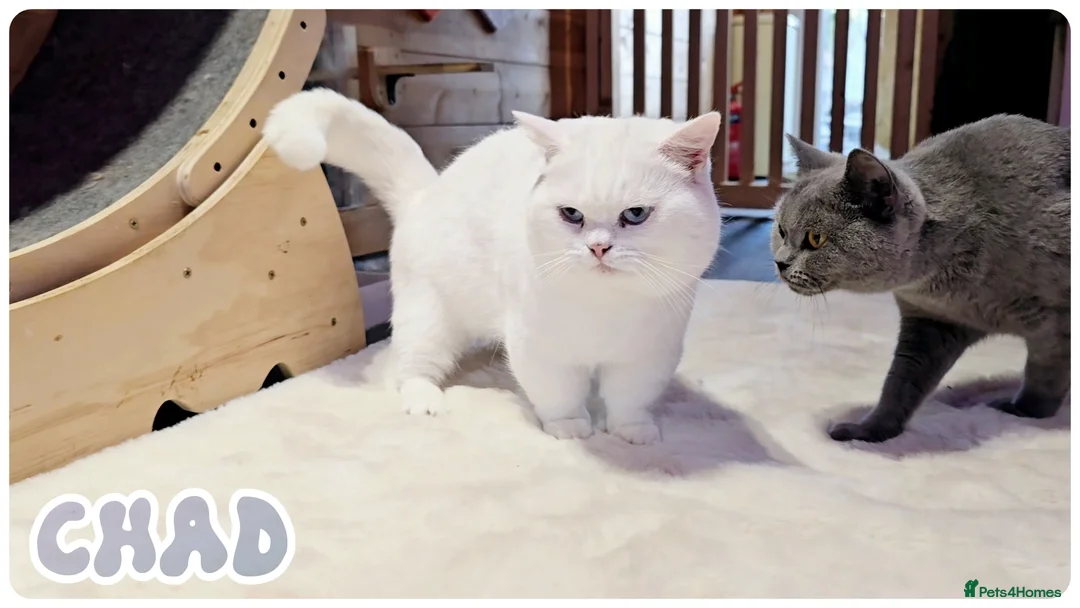 British Shorthair cats for stud: Munchkin British Shorthair White - Advert 1