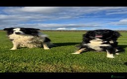 Border Collie dogs for sale: Superb litter of purebred Border Collie puppies  - Image 4