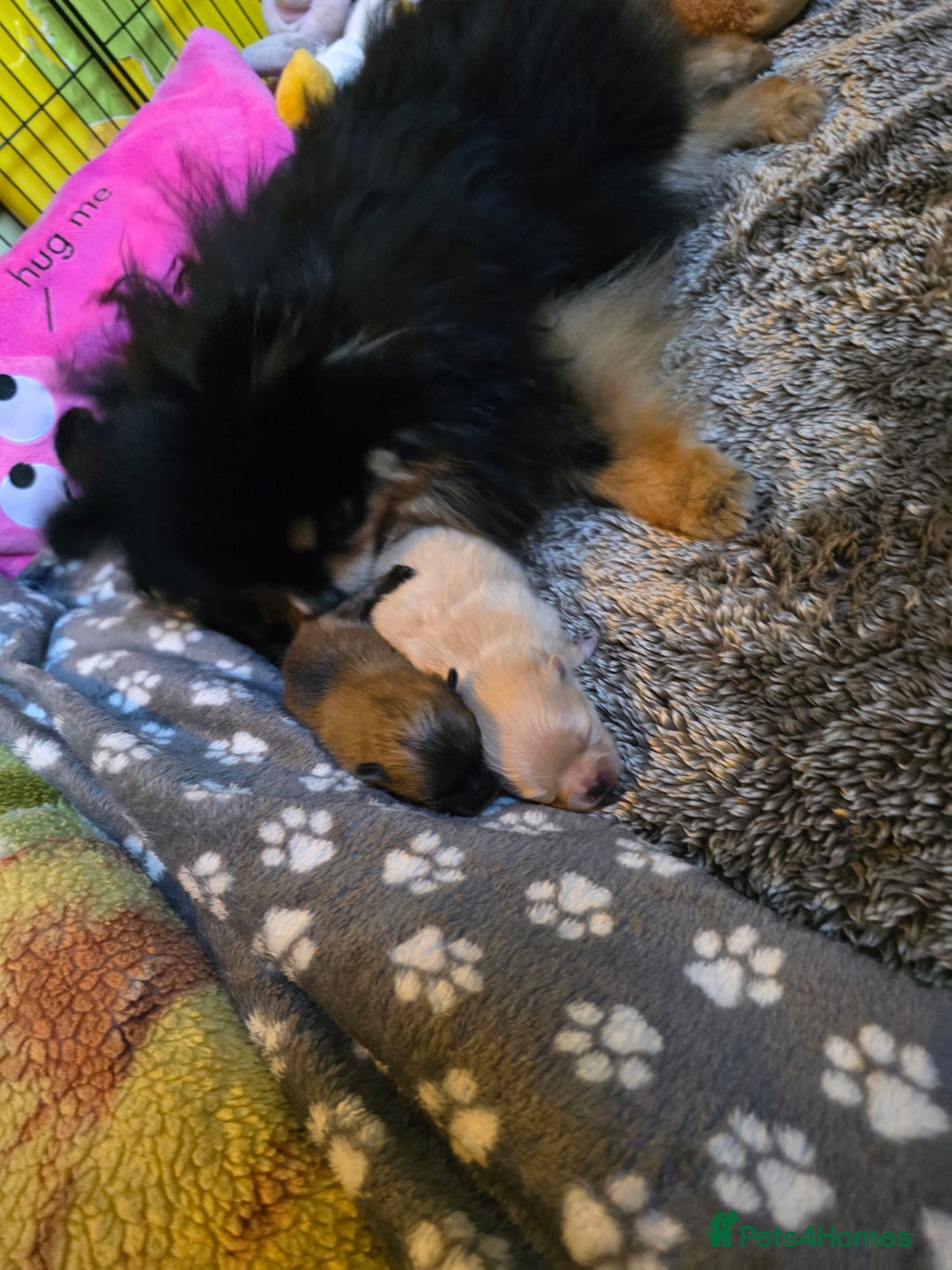 Pomeranian dogs for sale: GEORGEUS LOVELY POMERANIAN PUPPY'S 🐶07587756229🐶 - Image 13
