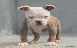 Old Tyme Bulldog dogs for sale: 5⭐️RATED, LICENSED. 23 YEARS EXPERIENCE  - Image 7