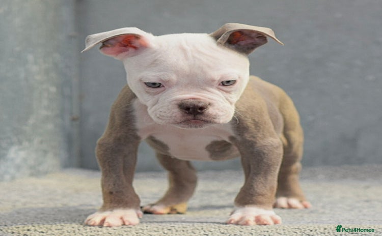 Old Tyme Bulldog dogs - Advert 2