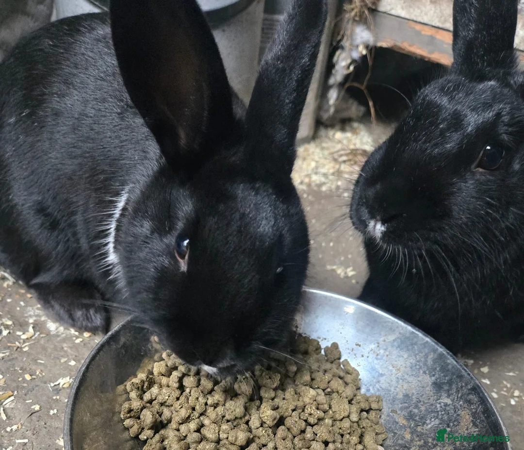 Mixed Breed rabbits for sale: 2 Mixed Breed Rabbits in Saint Helens - Advert 2