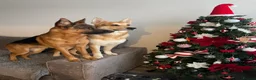 German Shepherd dogs for sale: 2 German Shepherds  - Advert 8