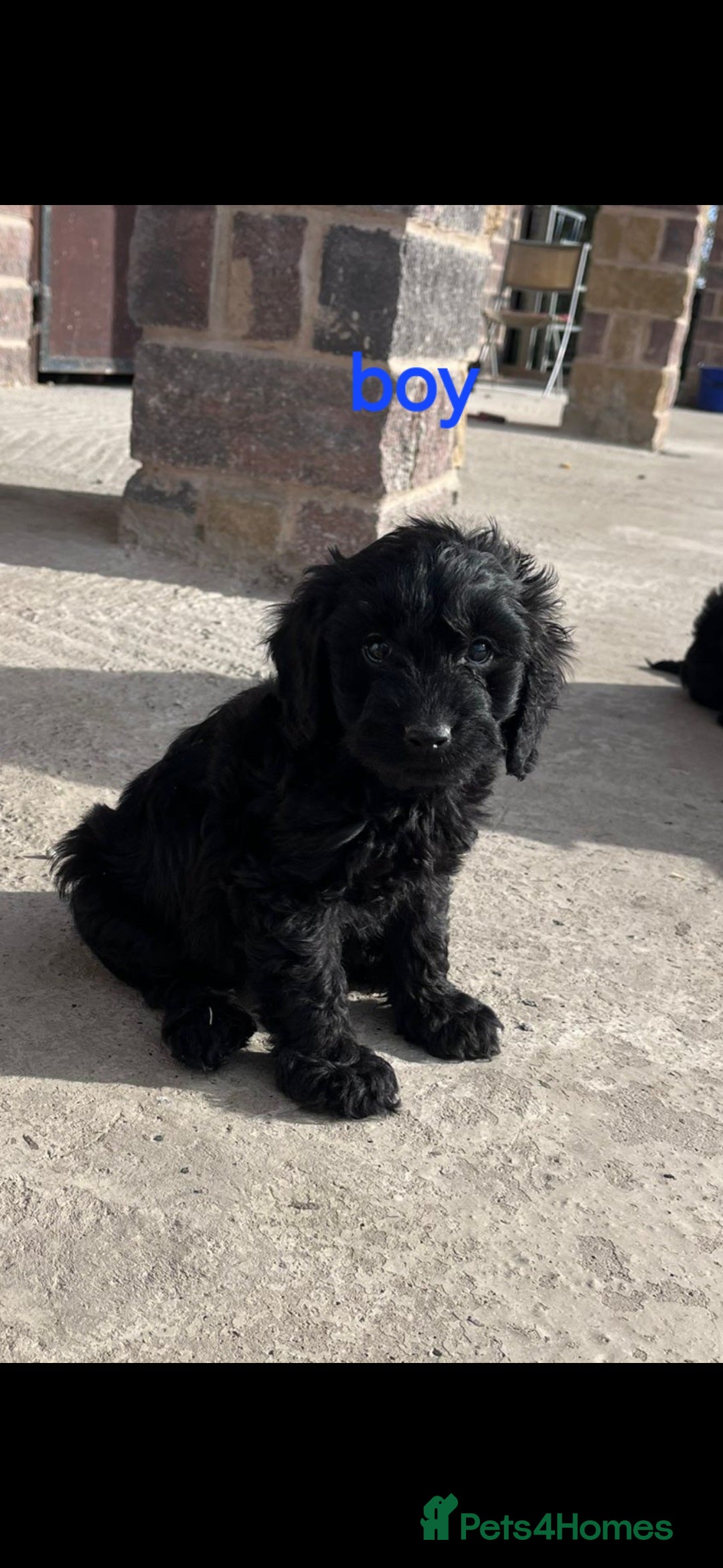 Cockapoo dogs for sale: F1 Cockapoos  - Image 2