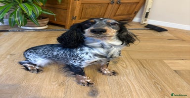 Cocker Spaniel dogs - Advert 12